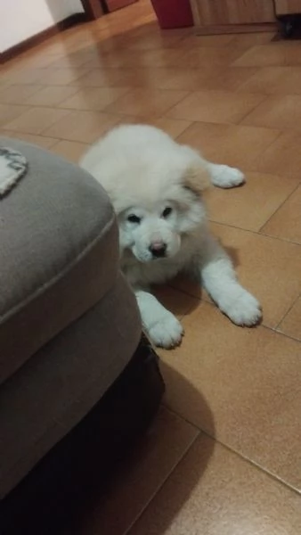 CHOW CHOW 5 MESI | Foto 3