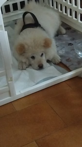 CHOW CHOW 5 MESI | Foto 2