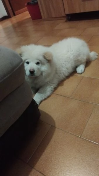 CHOW CHOW 5 MESI | Foto 1