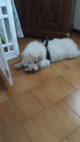 CHOW CHOW 5 MESI | Foto 0