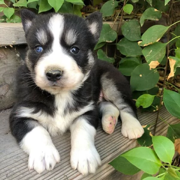 husky cuccioli sani per case amorevoli | Foto 0
