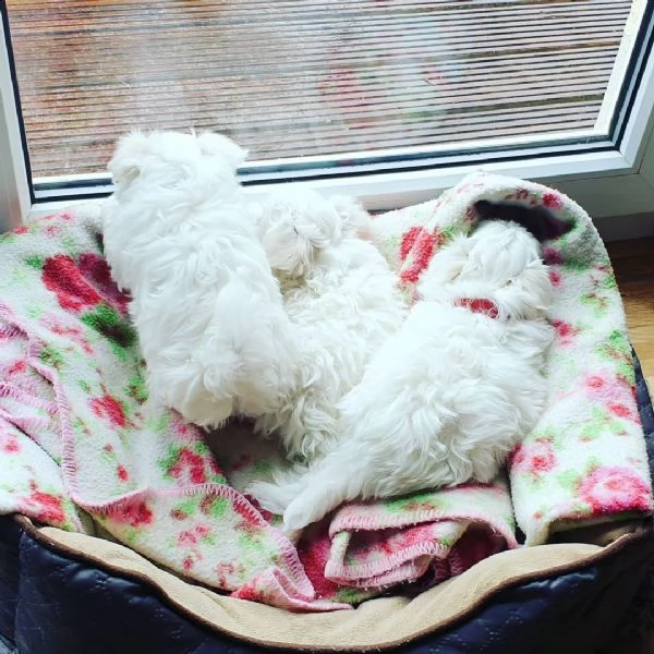 maltese cuccioli sani per case amorevoli | Foto 0