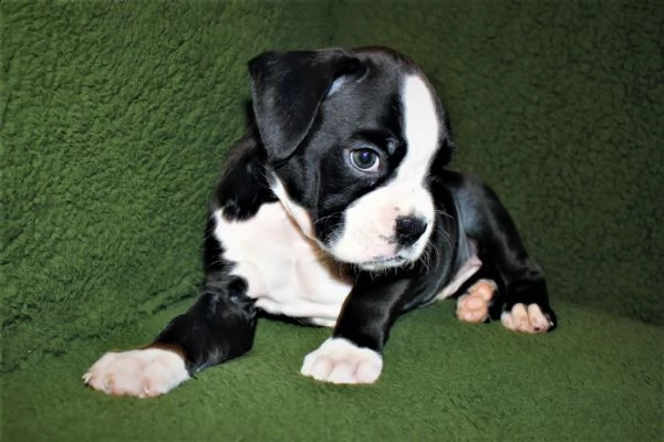 boxer cuccioli sani per case amorevoli+-- | Foto 0