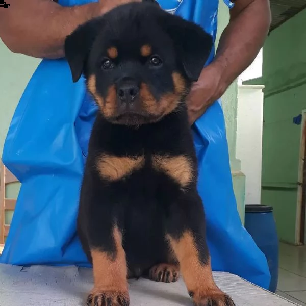 rottweiler -+cuccioli sani per case amorevoli | Foto 1