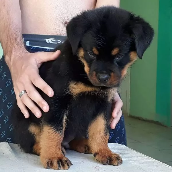 rottweiler -+cuccioli sani per case amorevoli | Foto 0