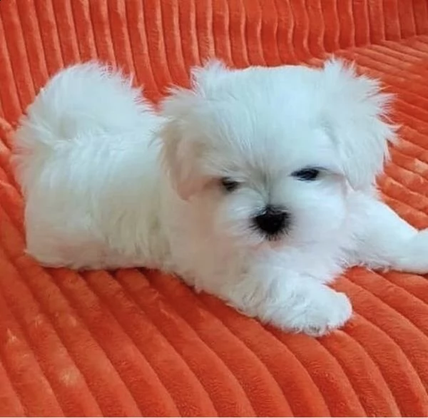 regalo  maltese mini toy | Foto 0