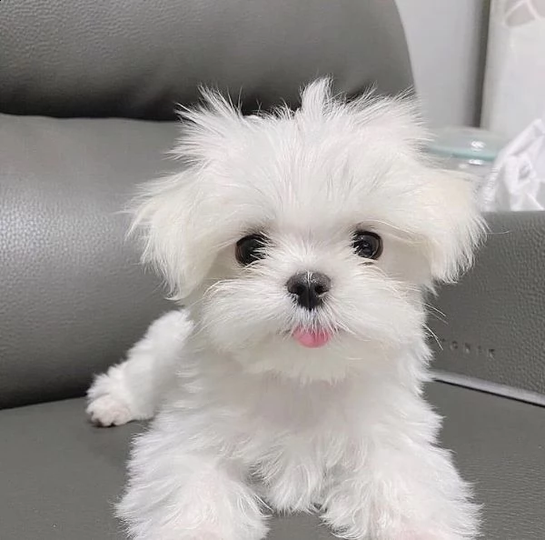 regalo  maltese mini toy