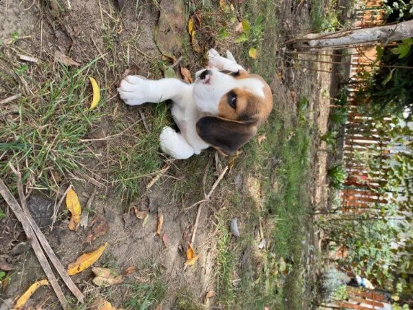 regalo beagle | Foto 1