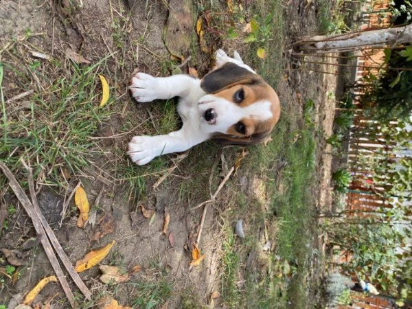 regalo beagle