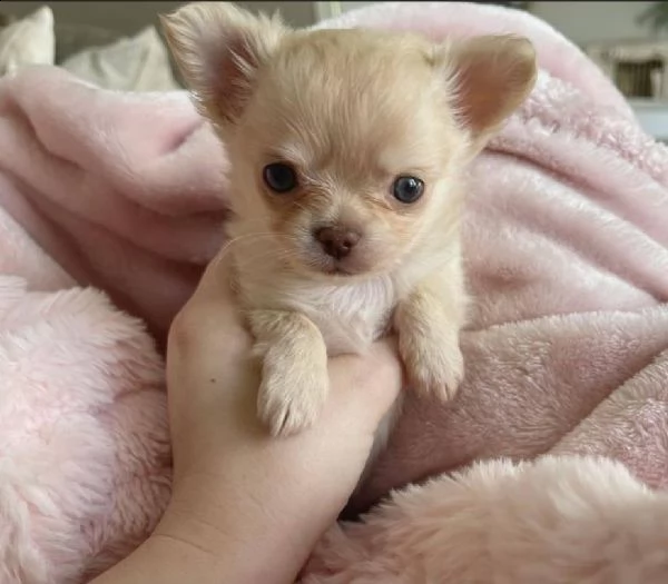 regalo chihuahua mini toy 