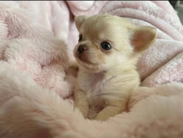 regalo chihuahua  | Foto 0