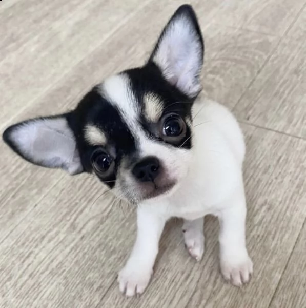 regalo chihuahua mini toy  | Foto 0