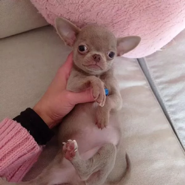 chiwawa cuccioli sani per case amorevoli | Foto 0