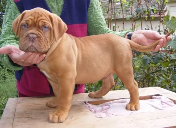 dogue de bordeaux cuccioli sani per case amorevoli-