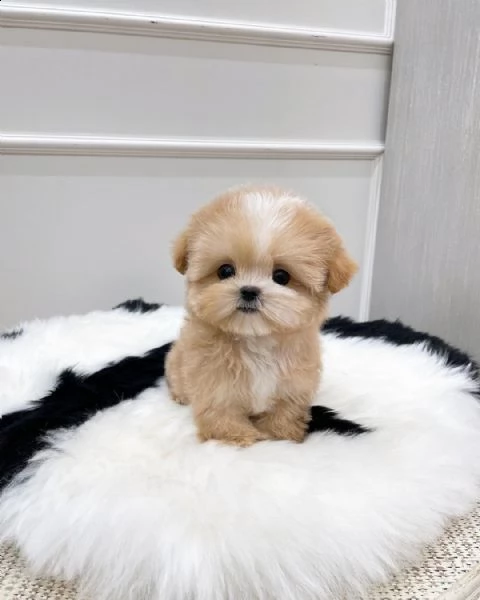 maltipoo cuccioli sani per case amorevoli+-- | Foto 0