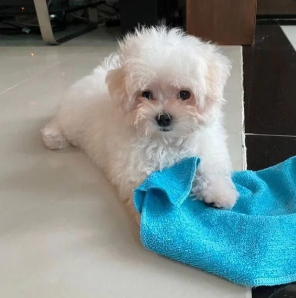 regalo maltese?