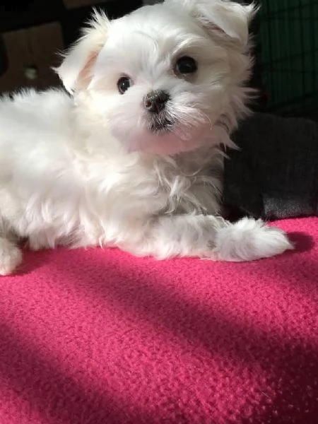 regalo maltese?