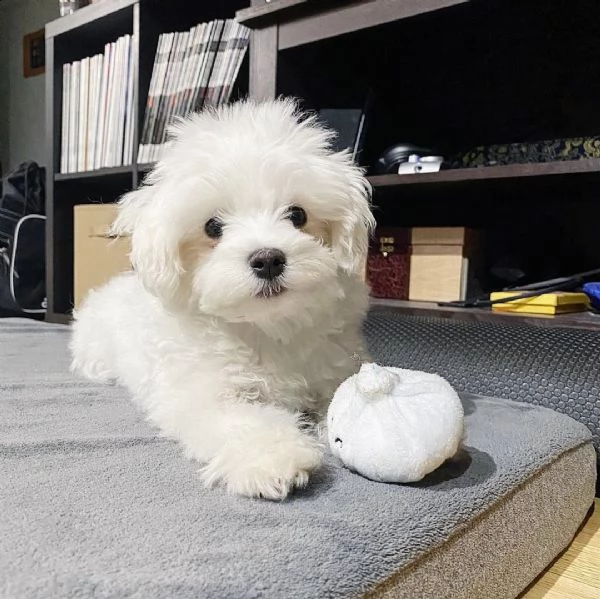 regalo maltese? | Foto 0