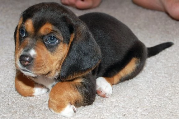 cuccioli di  beagle | Foto 0