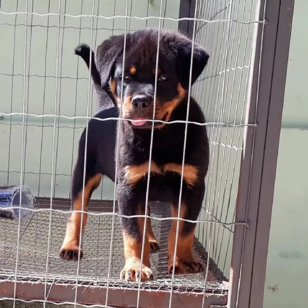 rottweiler cuccioli sani per case amorevoli--**- | Foto 1