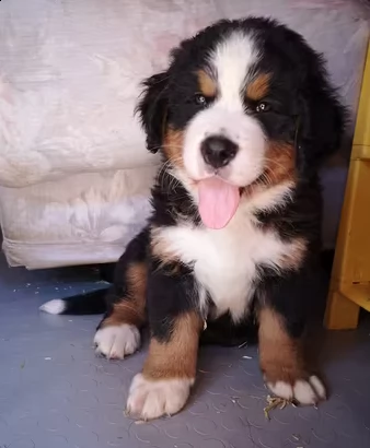 meravigliosi cuccioli di bovaro del bernese | Foto 0