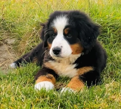 meravigliosi cuccioli di bovaro del bernese