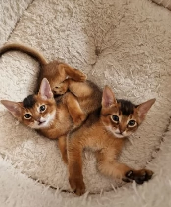 prenotazione bellissimi cuccioli di abissino