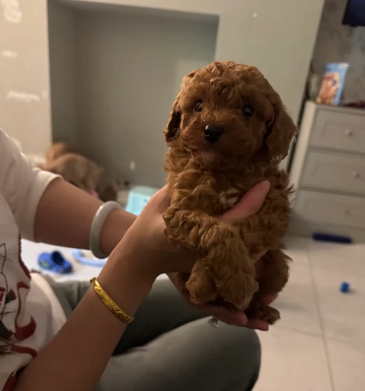 Barboncino toy rosso scuro | Foto 0