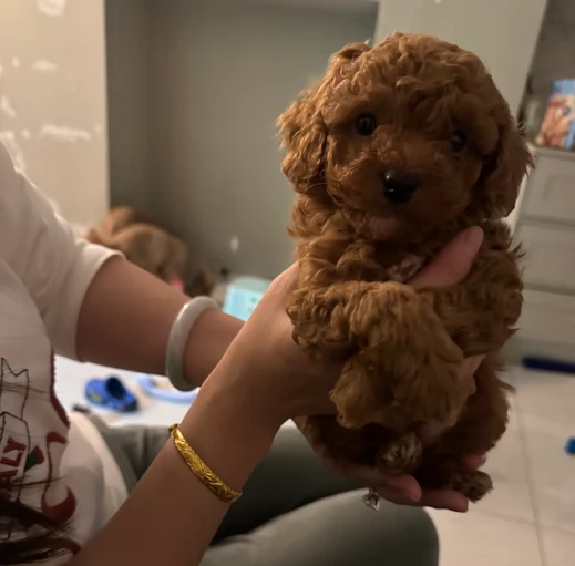 Barboncino toy rosso scuro