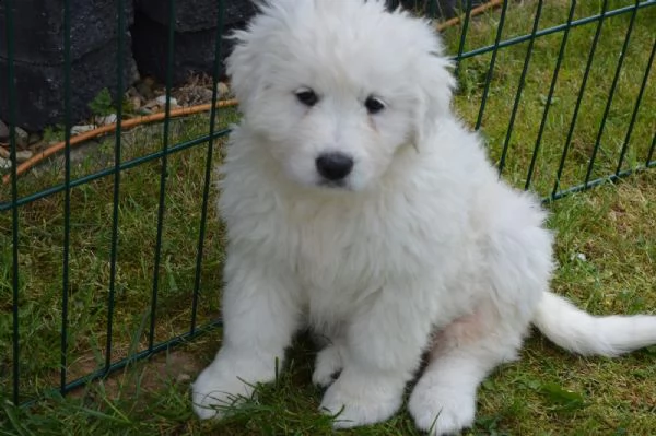 cucciolo di pastore maremmano abruzzese | Foto 1