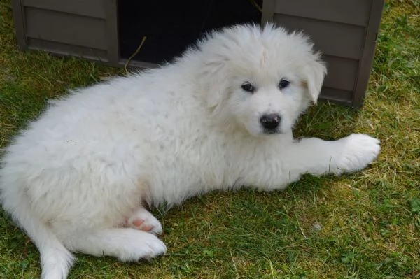 cucciolo di pastore maremmano abruzzese | Foto 0
