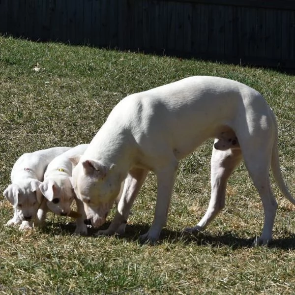 dogo argentino cuccioli sani per case amorevoli | Foto 1