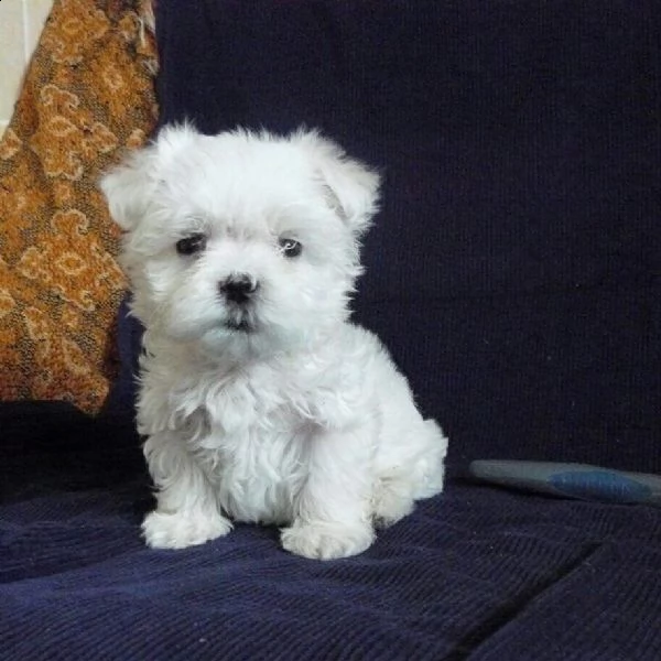 regalo maltese   | Foto 0