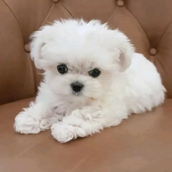 regalo maltese  