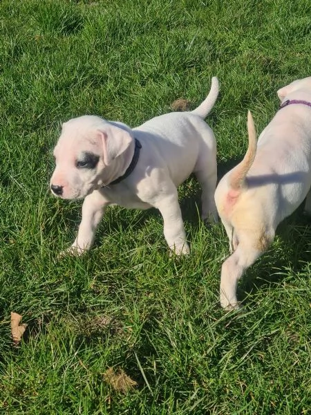disponibili cuccioli di dogo argentino