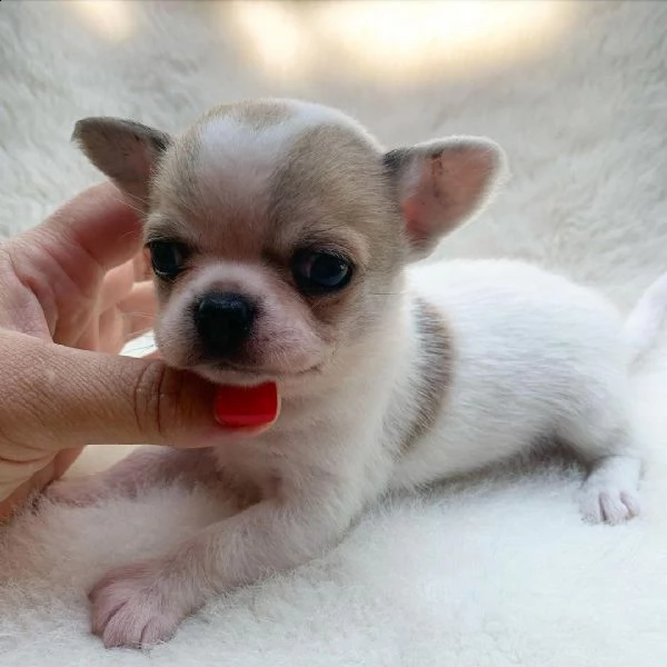 belle e sani cuccioli di chihuahua per regalo
