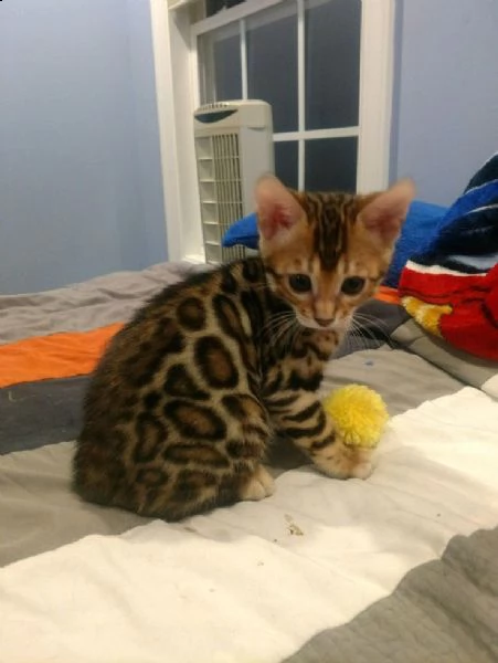 cucciolo gatto bengala con pedigree | Foto 0