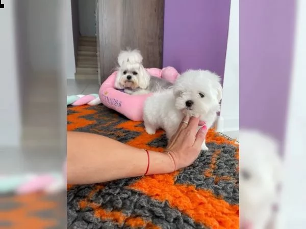 kucciolo maltese disponibile