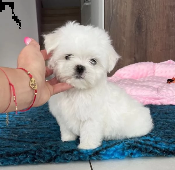 kucciolo maltese disponibile | Foto 3