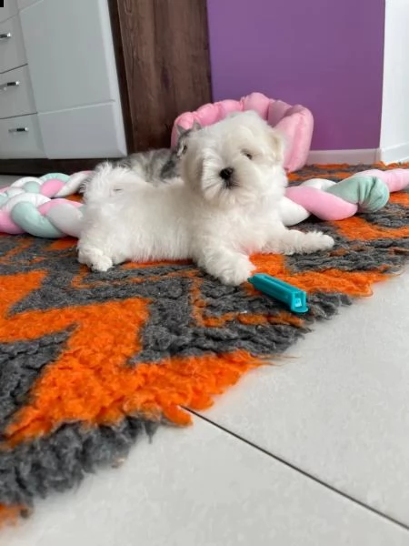 kucciolo maltese disponibile | Foto 2
