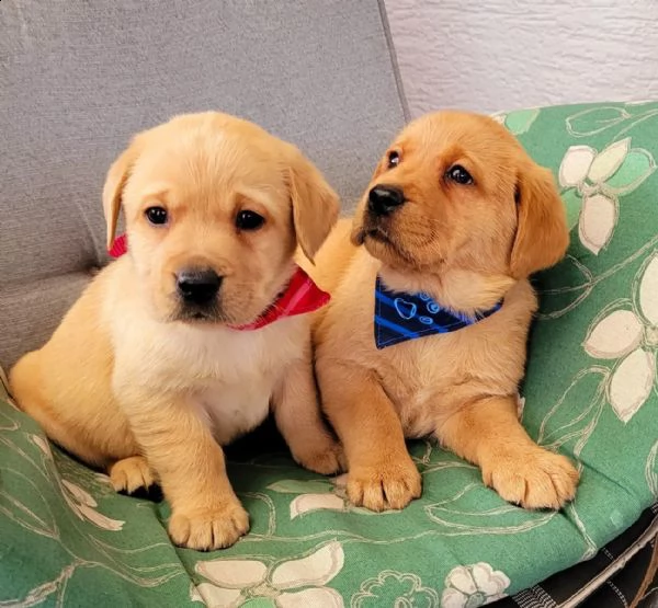 splendidi cuccioli di labrador retriver con pedigree | Foto 4