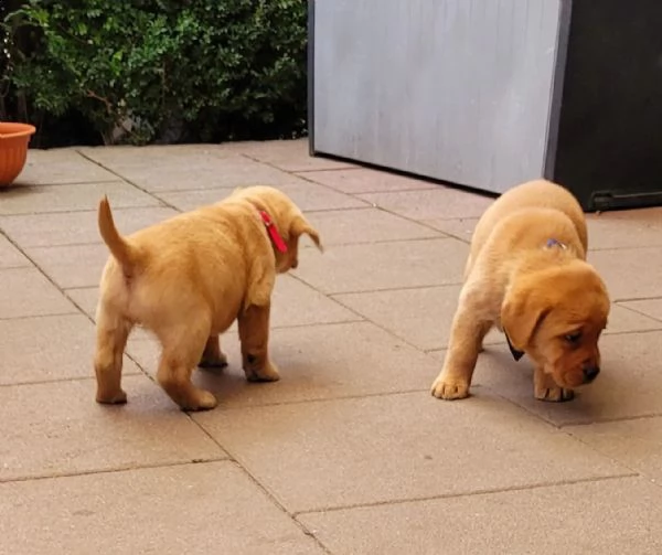 splendidi cuccioli di labrador retriver con pedigree | Foto 3