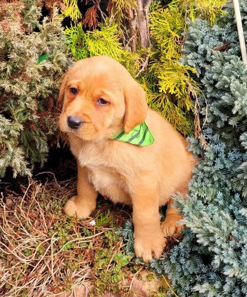 splendidi cuccioli di labrador retriver con pedigree | Foto 2