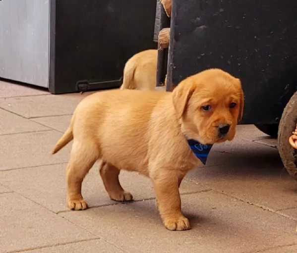 splendidi cuccioli di labrador retriver con pedigree | Foto 1