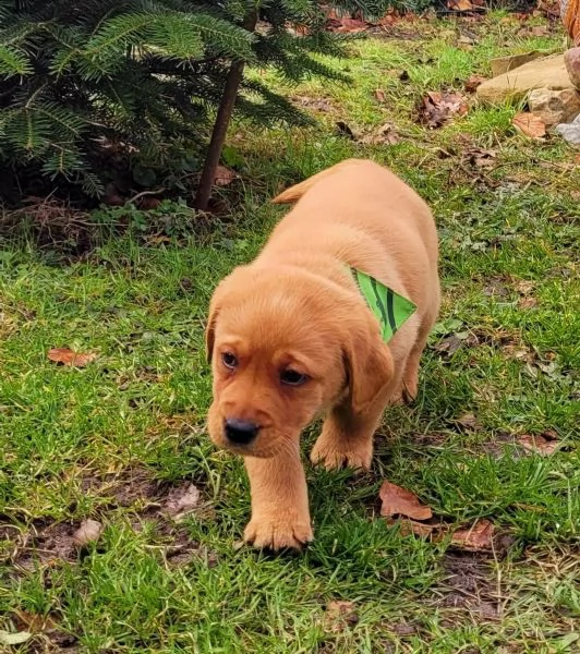 splendidi cuccioli di labrador retriver con pedigree