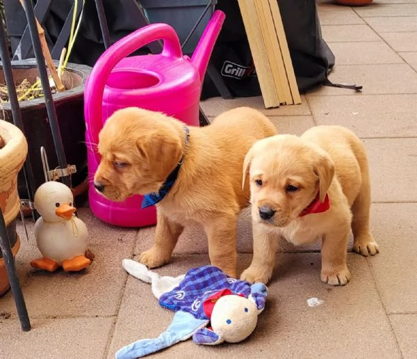 splendidi cuccioli di labrador retriver con pedigree | Foto 0