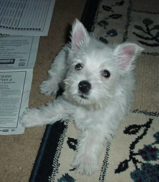 west highland white terrier cuccioli 