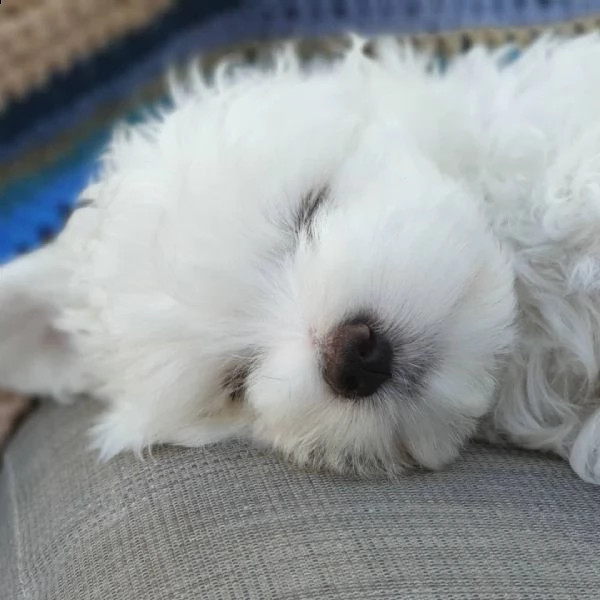 maltese cuccioli sani per case amorevoli-+