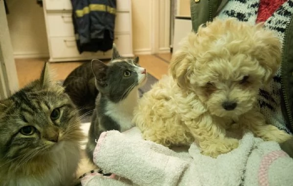 cuccioli di bolognese | Foto 0