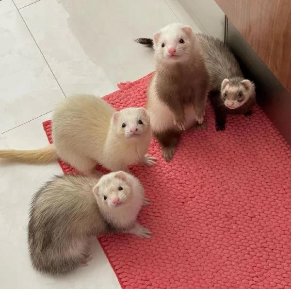  regalo furetto meravigliosi !  nati 